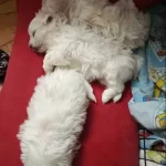 Maltese Terrier Yavrular