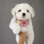 Minik Prenseslerimiz