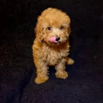 Teslime Hazır Poodle