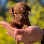 Mukemmel Toy Poodle Yavrularımız