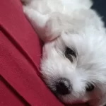 Maltese Terrier Anne Maltipo
