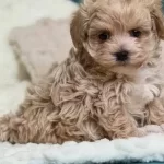Toy Poodle Sevimli Yavrular