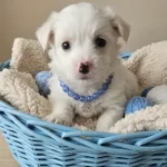 Terier Maltese Yavrular