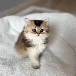 Golden British Longhair