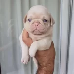 Güzeler Güzeli Pug Mops Türünün En İyisi