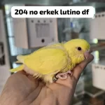 Anne Altindan Eğitimlik Rainbow Ve Çek Muhabbet Kuşlar