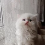 2 Aylık Erkek İran Kedisi Sahibimi Arıyorum