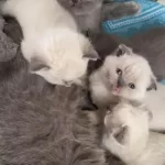 Temiz Bakımlı Scottish Fold Yavrularımız