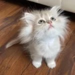 British Longhair Erkek Kedimiz