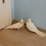 Pvc Kafes Ve Malzemeler İle Birlikte Sultan Papağanı