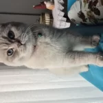 Dişi Aşılı Karneli Safkan Scottish Fold