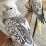 35 Günlük Sultan Papağanları Ve 1 Takım