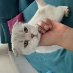 8 Aylık Dişi Scottish Fold