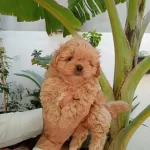 Maltipoo Yavrularımız
