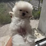 Pomeranian Yavrularımız