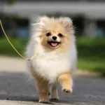 Pomeranian Boo Köpeği