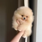 Göz Alıcı Tüy Yapısına Sahip Pomeranian Boo