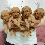 Orjinal Poodle Köpekler