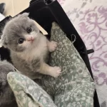 Scottish Fold Yavru Kedilerimiz
