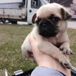 İrk Ve Sağlik Garantili Pug