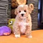 Party Color Renklerde Enfes Maltipoo Yavruları