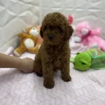 Erkek Dişi Orijinal Kore Poodle Yavrularımız