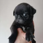 İrk Ve Sağlik Garantili Pug Köpekler