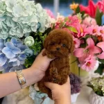 Küçük Poodle Prensesler