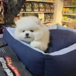 Orjinal Teddy Bear Garantili (ayi Surat) Pomeranian Boo