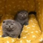 Scottish Fold Sevimli Yavrularim