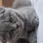 Scottish Fold Yavru Kediler