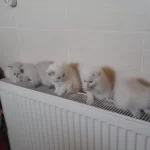 British Shorthair Pamukçuklar Sıcak Yuvalarını Bekliyor
