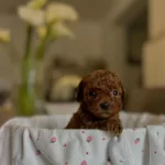 Teacup Kore Boy Red Poodle Yurt Dişindan Gelenler