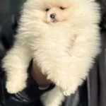 Teddy Face Suratlı Tea Cup Pomeranian Yavrularımız