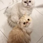 Tatlı Ve Güzel İran Kedim