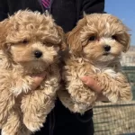 Petmode Köpek Çiftliğinde Ziyarete Açık Maltipoo