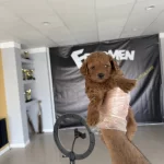 Maltipoo Yavrularımız Magazamizda Canli Görün