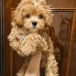 Orjinal Teacup Maltipoo