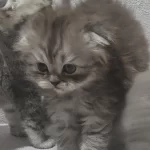 Scottish Fold Longhair Dişi Bebek