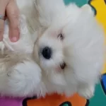 Dişi Pomeranian Yavrusu