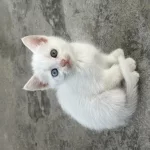 Yavru Van Kedilerimiz Uzun Tüylü Mavi Sarı Göz