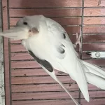 Mutasyon Heavy Sultanlar