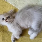 British Longhair Kedisi Erkek