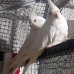 Albino Çift Sultan Papağani