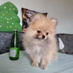 Boy İrk Kg Garantili Anne Baba Yanından Pomeranian