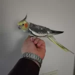 Kendine Munasir Damızlık Sultan Papağanı