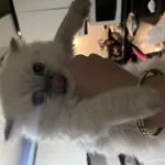 Dişi Cins Kedimiz Sizi Bekliyor