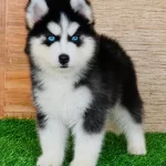 Herkesin Hayali Husky