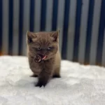 British Shorthair Cinnamon Kahve Renk Chocolate