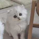 British Longhair Dişi